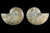5.2" Agatized Ammonite Fossil - Madagascar  - #130061-1